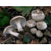 Мицелий Говорушки серой / Говорушка дымчатая (Clitocybe nebularis)